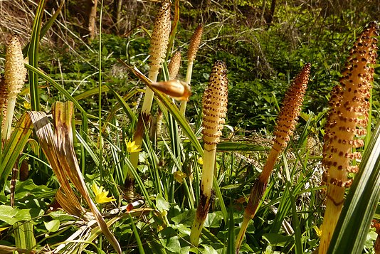 Horsetail Extract supplier